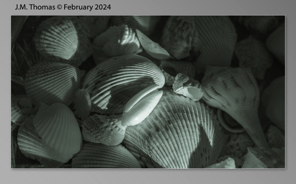 Macro Shells Feb 2024-25.jpg